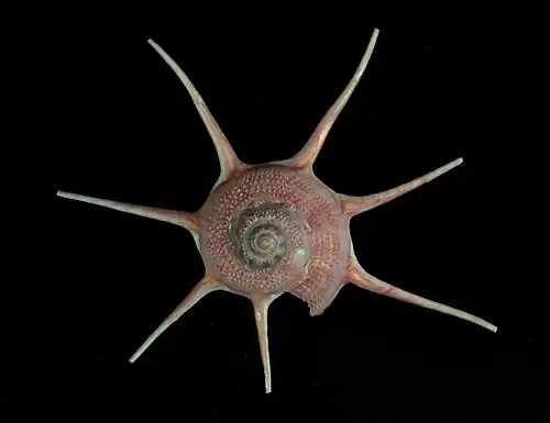 A shell of Guildfordia yoka Jousseaume, 1888, measuring 26.3 mm diameter, trawled at 100 m off Minabe, in Japan.