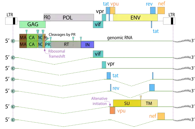 HIV-1