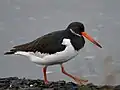 Non-breeding plumage with white collar