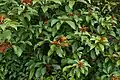 Foliage