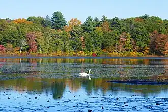 Pond