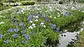 Iris Garden, 2013