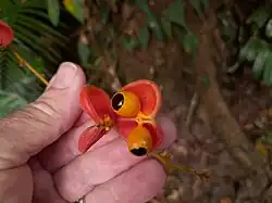 Dehisced fruit