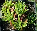Haworthia chloracantha forms clumps with slender, curved, yellow-green leaves.