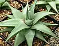 The smooth, blue-green glaucophylla variety from Barberton, South Africa.
