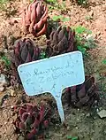 The Zebrina variety