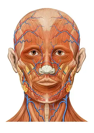 Head anatomy anterior view
