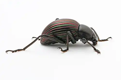 Hegemona sp. (De Laporte, 1840) from Belize