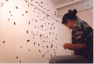 The Nymph and the Adult, Installation, 2001, Artspace, Sydney, Australia