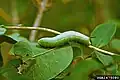Caterpillar