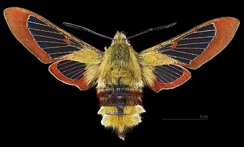 ♀ △