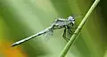 Male