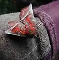 Herald moth, Scoliopteryx libatrix, warming up on a cold day by whirring its wings