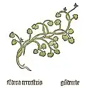 Part I, chapter 59 Glechoma hederacea