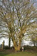 Tree in winter