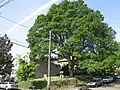 The Corbett Oak at Heritage Tree Park