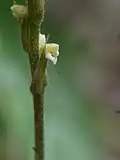 Inflorescence closeup.