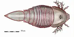 Hibbertopterus wittebergensis