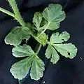 Leaves, lower