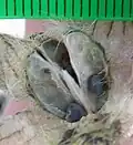 Fruit, mature, compartments