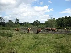 Eelmoor Marsh