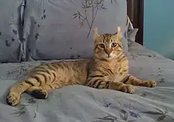Male Highlander cat