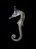 A dried crowned seahorse specimen
