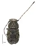 Dorsal view