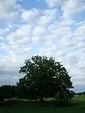 Tree & Cloud motive in Hölö