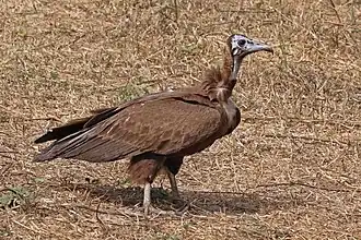 Juvenile in The Gambia