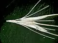 Each spikelet cluster is held together by a portion of the rachis