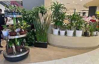 Houseplants