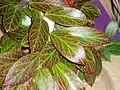H. obscura's foliage "stresses" nicely when exposed to more light, either natural or artificial, with a maroon red venation.