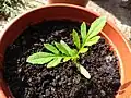 Peruvian black mint seedling