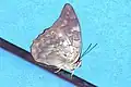 Archaeoprepona demophoon andicola