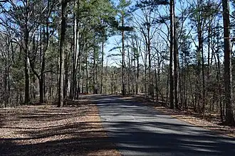 Road in woods