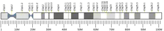 Chromosome 15 (human)