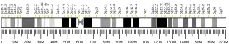 Chromosome 6 (human)
