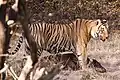 Bengal tiger