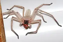 A huntsman spider consuming a small beetle