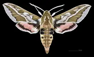 Male