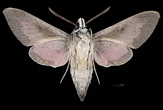 Male ventral