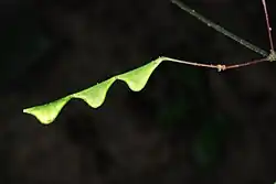 Seed pod