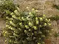 Hyoscyamus aureus in flower and fruit