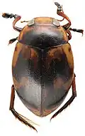 Hyphydrus elegans from Papua New Guinea