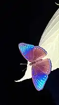 Dorsal view with blue wings. Tanguisson, Guam
