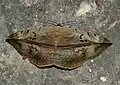Hypopyra vespertilio