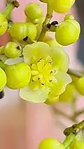 Close-up of flower