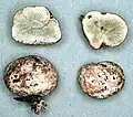 Hysterangium coriaceum