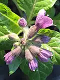 Physochlaina orientalis shoot (twelve days) corollae unfurl to reveal contrasting purple styles and white stigmas.